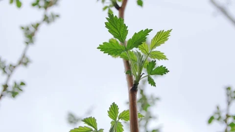 The young stem of raspberries without thorns. The spring leaves. Stock Footage 72972322