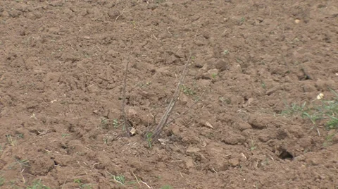 Young stems of blackcurrant Stock-Footage 38296643