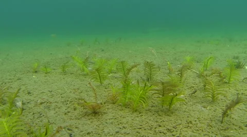 Young stems of clasping-leaf pondweed Stock Footage 45196047