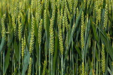 Young stems of grain Stock Photos