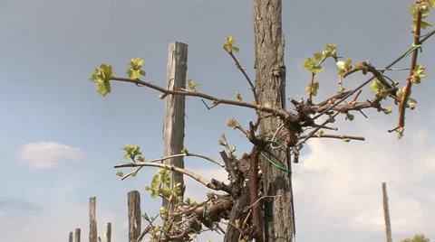 Young stems of grape vine in vineyard 스톡 동영상 39663892