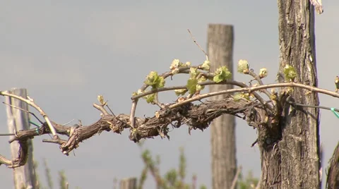 Young stems growing on grape vine Stock Footage 39664422