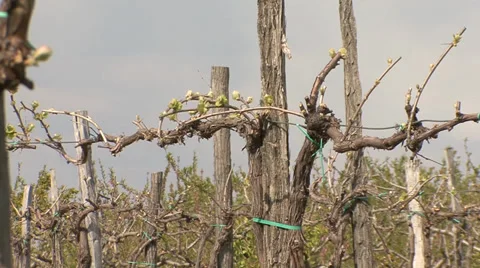 Young stems on old grapevine Stock Footage 39662414