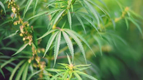 Young stems of wild hemp in the field. Stock Footage 146892208