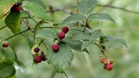 Young, still red blackberries growing wild in a forest Stock Footage 80273763