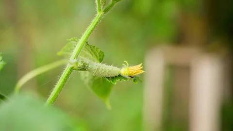 A young still small cucumber grows close-up on a plantation on a blurred Stock Footage 209412503