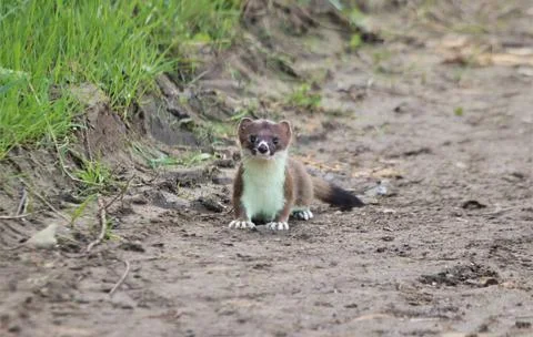 Young stoat on a muddy path Stock Photos