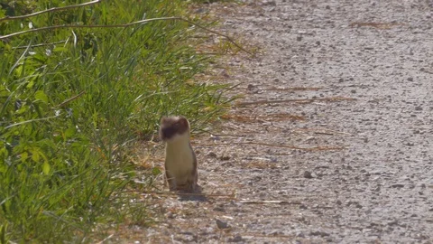 Young stoat observed area, ready for hunting ,low angle shot Stock Footage 129060040