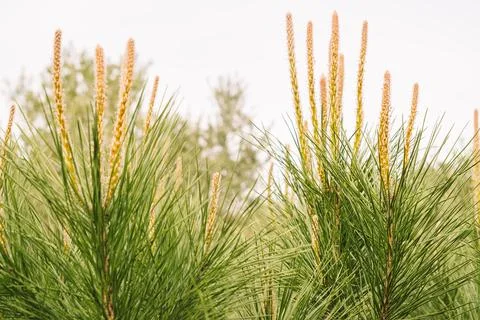 Young stone pine planted in the middle of the field. Stock Photos