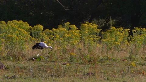 Young stork foraging on ground Video stock 135679880
