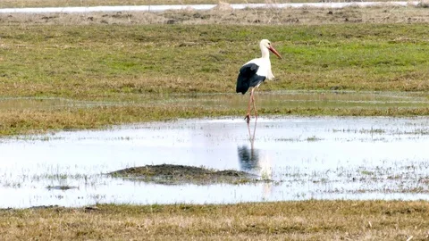 Young stork looking for food Stock-Footage 87909406