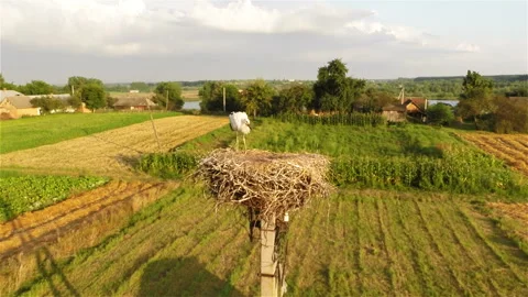 Young stork in nest Stock Footage 100660025