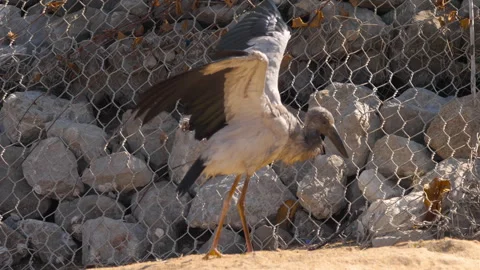 Young stork stretching wings and walking on sandy ground near wall Stock Footage 344177436