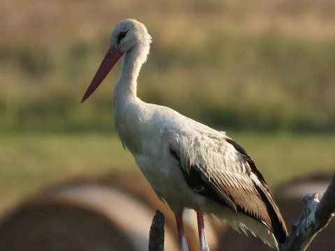 Young stork on a tree Foto stock