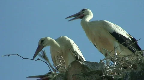  young storks 2 Stock Footage 492363