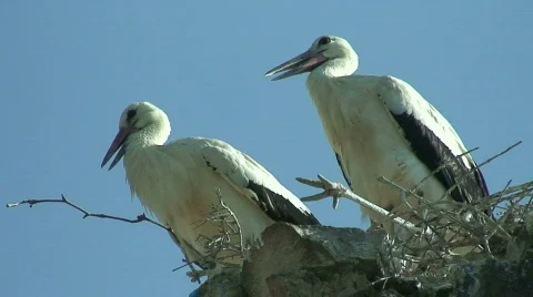  young storks 3 Stock-Footage 492361