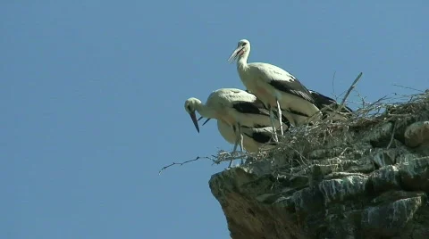  young storks 4 Video stock 492358
