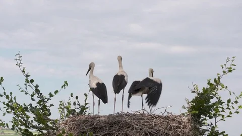 Young storks almost fully-fledged Video stock 82820880