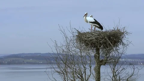 Young storks Video stock 82821097