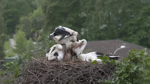 Young storks Video stock 82829133