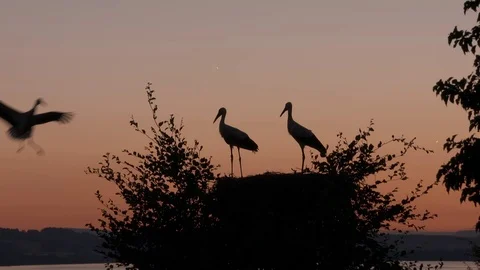 Young storks fully fledged Video stock 82821195