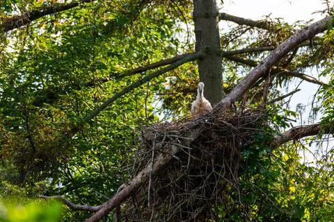 Young storks  in a nest high up in the tree on a nice summer day Foto stock