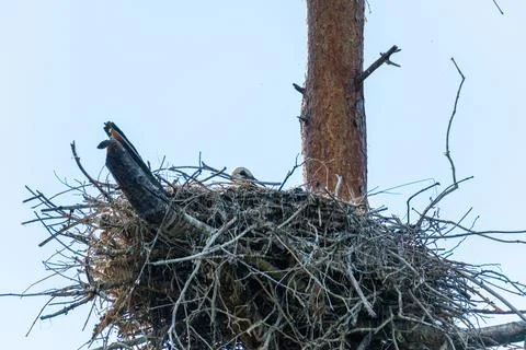 Young storks  in a nest high up in the tree on a nice summer day Stock Photos