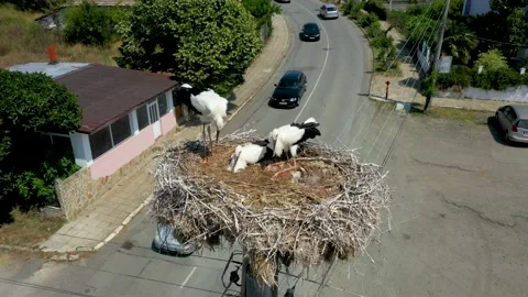 Young storks in a nest in an urban environment. Stork nest in the village Stock Footage 176453457