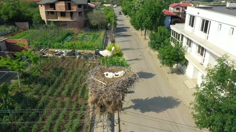 Young storks in a nest in an urban environment. Stork nest in the village Stock Footage 176481419