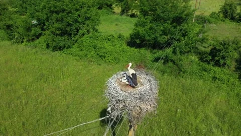Young storks in a nest in an urban environment. Stork nest in the village Stock Footage 176722985