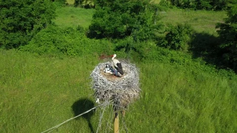 Young storks in a nest in an urban environment. Stork nest in the village Stock Footage 179357574