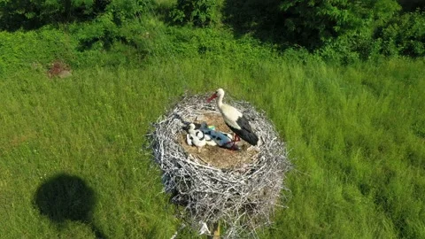 Young storks with parent stork in a nest in an urban environment Stock Footage 176723094