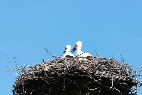 Young Storks Foto stock
