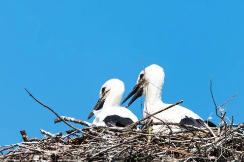 Young Storks Stock Photos