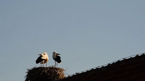 Young storks rattle Stock Footage 118806613