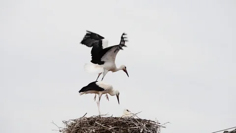 Young storks train their wings Stock Footage 118806719