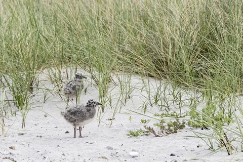 Young storm gull, Larus canus), Hohwacht, Schleswig-Holstein, Germany Stock Photos
