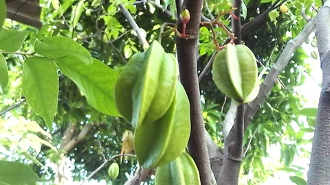 Young strafruit hanging on the tree Stock Footage 121664681