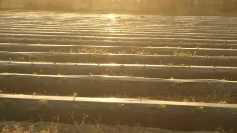 Young strawberry bushes on boundless local orchard field Stock Footage 154580949