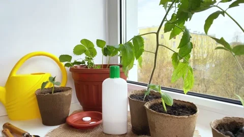 Young strawberry, cucumber, squash, tomato plants Stock Footage 194014896