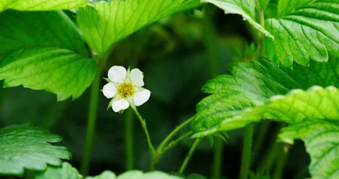 Young strawberry Video stock 132332728