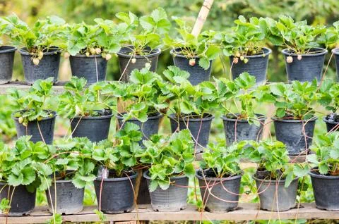 Young strawberry Foto stock