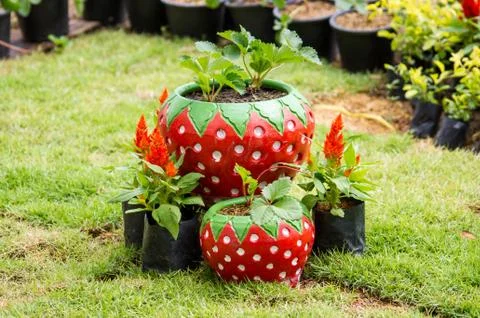 Young strawberry Stock Photos