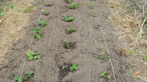 Young strawberry seedlings in open ground, movement of camera from bottom up. Pl Stock Footage 101024521