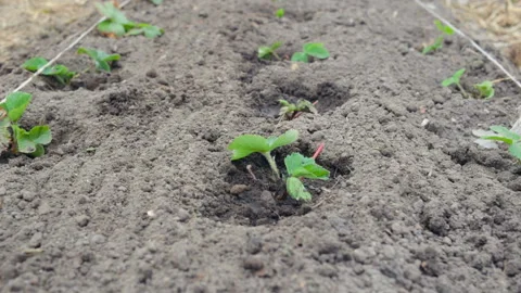 Young strawberry seedlings in the open ground. The plants have just been planted Stock Footage 101024600