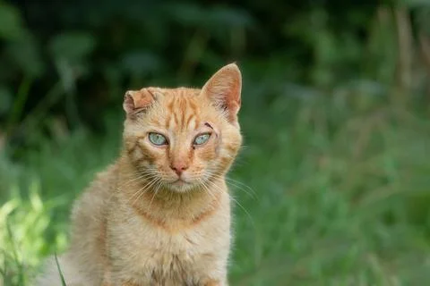 A young stray cat with a broken ear and a wound near the eye against the ba.. Stock Photos