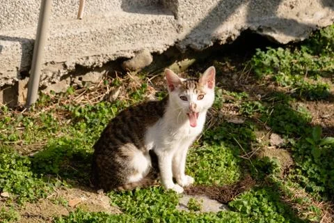 Young stray cat Stock Photos