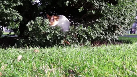 A young stray cat is playing between tree branches. Stock Footage 150211786