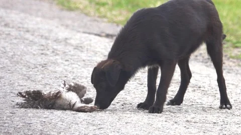 A young stray dog found an owl's corpse Stock-Footage 342071294