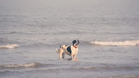 A young stray dog standing in small waves on beach in Mumbai and looking Stock Footage 150172341